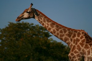 Eden Qigong Massage Graceful giraffe at Chobe National Park