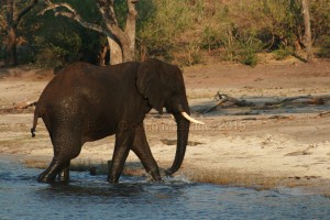 Eden Qigong Massage An elephant crossing the Chobe river Elephant