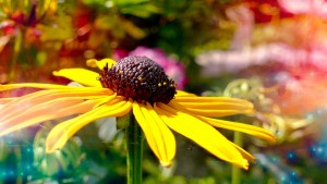 summer_flower_yellow_summer